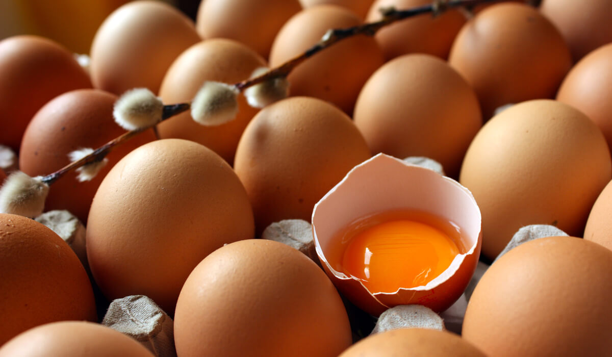 Вред яиц сильно преувеличен 